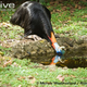 Illustration for article titled Flightless Friday - Casuarius unappendiculatus Edition